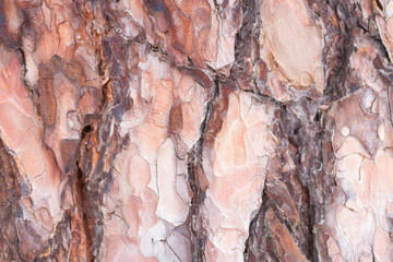 Fototapeta premium Bark Tree Texture