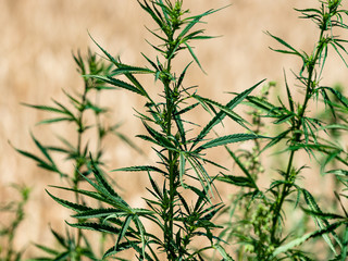 Cannabis ruderalis or Marijuana in the natural environment in the background Russian wheat field