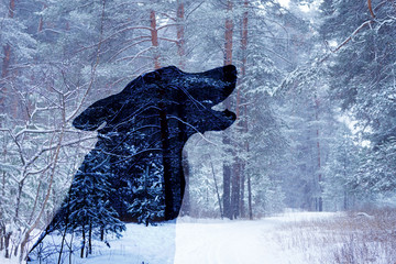 wolf silhouette in winter forest
