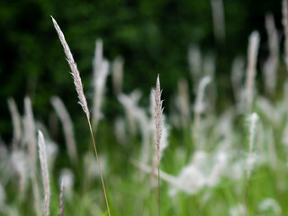 White grass flowers in green pastures, black background
