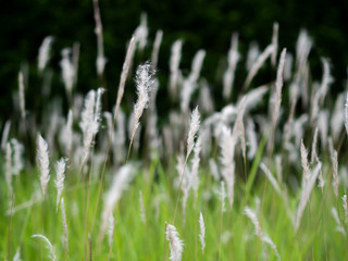 White grass flowers in green pastures, black background