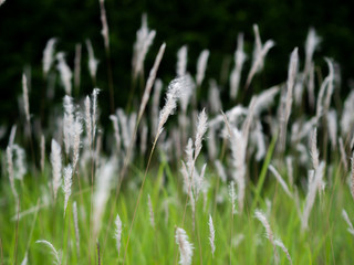 White grass flowers in green pastures, black background