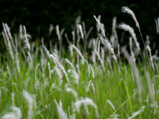 green grass with dew