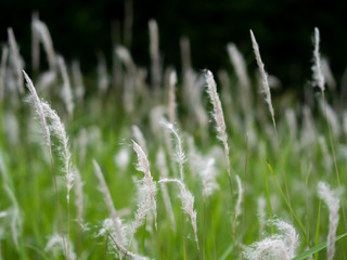 grass with dew