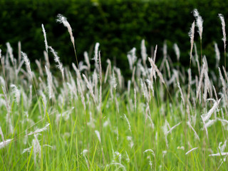 green grass with water drops