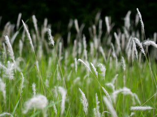 green grass with water drops