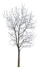 isolated bare winter maple tree