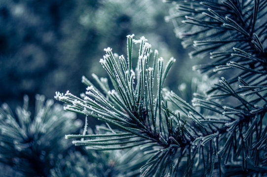 Frostbedeckter Nadelbaum im Winter