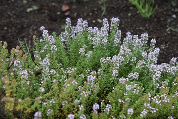 Obraz premium Golden lemon thyme is a refreshing scented herb like lemon , which is used for cooking and herbal teas.
