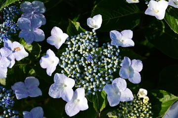 アジサイ