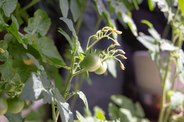 Green tomatoes growing in greenhouse in sunlight closeup horizontal view on blurry background