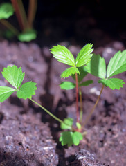 Young green garden strawberry Fragaria leaves plant sprouts seedlings growing on ground in spring.