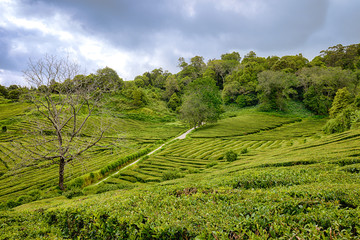 Fototapeta na wymiar Unique tea plantations on Sao Miguel island, Azores archipelago