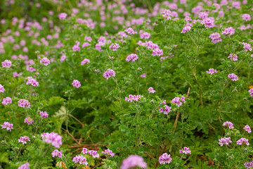 Beautiful flowers of grassy plant violet Geranium meadow