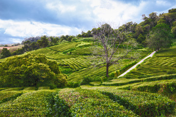 Fototapeta na wymiar Unique tea plantations on Sao Miguel island, Azores archipelago