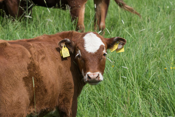 Calf in a meadow close  the bird protection area Hjälstaviken close to Stockholm