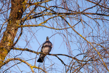 Selective focus photo. Common wood pigeon (Columba palumbus) bird  sitting on branch of tree. Spring season.