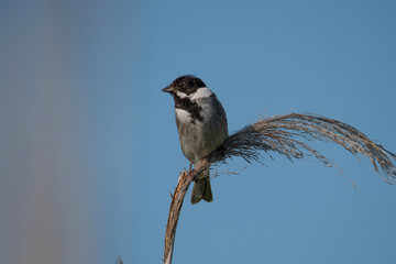 Common reed bunting on a reed the bird protection area Hj&auml;lstaviken close to Stockholm