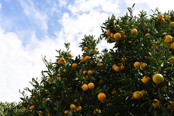 ミカンの木