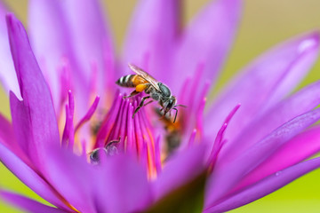 Bee on lotus flower
