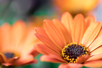 Beautiful spring blossom, greeting card. Gerbera