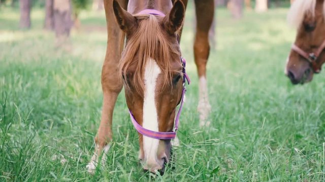 Horse in the forest eating grass