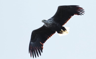 White-tailed eagle in flight, Haliaeetus albicilla , bird of Greenland