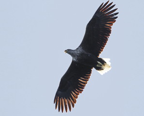 White-tailed eagle in flight, Haliaeetus albicilla , bird of Greenland