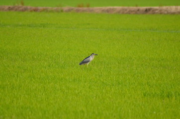 Live in the rice fields