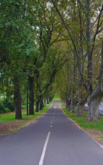 Fototapeta na wymiar Empty park with walking path in the middle