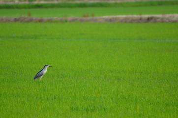 Obraz na płótnie Canvas Live in the rice fields