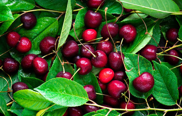 Ripe red cherry and cherry leaves top view. Bright red and green summer background of cherry and foliage.
