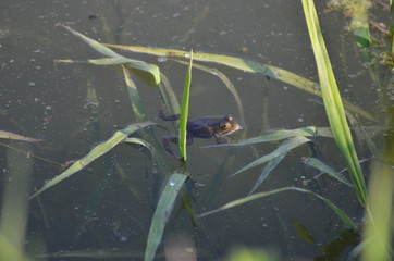 Live in the rice fields