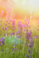 Lavender flowers closeup on the tones of the light of the sun. vertical view for design