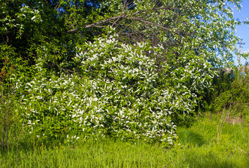 Blossoming bird cherry on green leaf. Summer in Russia.