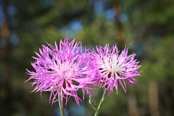 Wild lilac flowers - Cornflower (Centaurea pulcherrima). Useful ornamental and medicinal plant