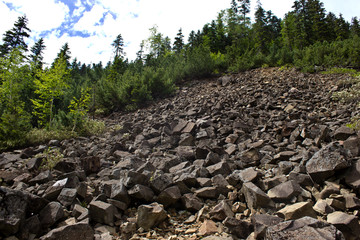 Rocky slope on a mountain in the forest. Stones and skalnik close-up. Bottom view.