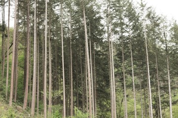 Fototapeta na wymiar A lot of tree trunks in a fir forest (Moselkern, Germany, Europe)
