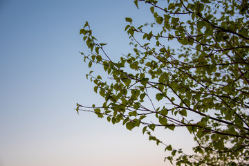 branch with green leaves on background of blue sky