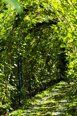 Picture, Tree tunnel ,colourful beautiful in garden.
