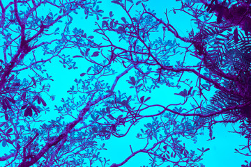 Tree branches as background