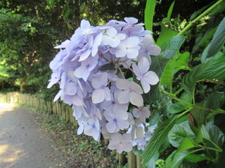 Hydrangea
