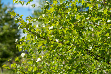green leaves of tree in spring