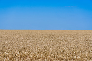 Russian wheat field and clear blue sky many space for advertising labels and text