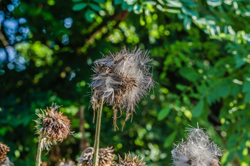 The sneak umbrellas (Tragopogon) are about to fly away with a gust of wind. Bright sun rays...