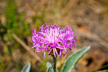 Wild lilac flowers - Cornflower (Centaurea pulcherrima). Useful ornamental and medicinal plant