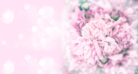 Close up of beautiful pink peony flower. Natural background