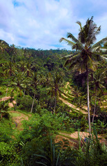 Fototapeta na wymiar Forest in Bali, Indonesia.