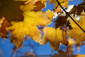Fototapeta na wymiar Leaves of Norway Maple or Acer platanoides in autumn against sunlight with bokeh background. Autumn colorful leaves with details. Sunny autumn maple