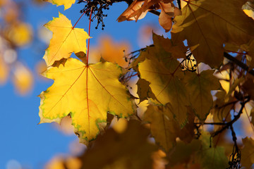 Fototapeta premium Leaves of Norway Maple or Acer platanoides in autumn against sunlight with bokeh background. Autumn colorful leaves with details. Sunny autumn maple